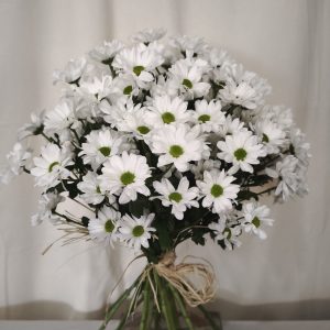 MARGARITAS BLANCAS